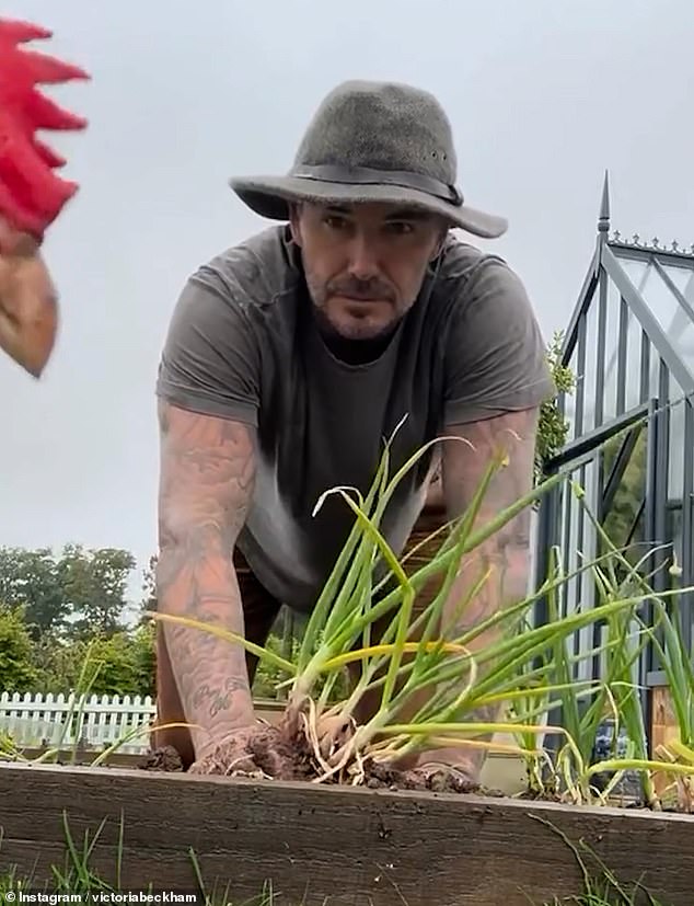 In another wholesome picture, David did a spot of gardening while one of his chickens photobombed the shoot